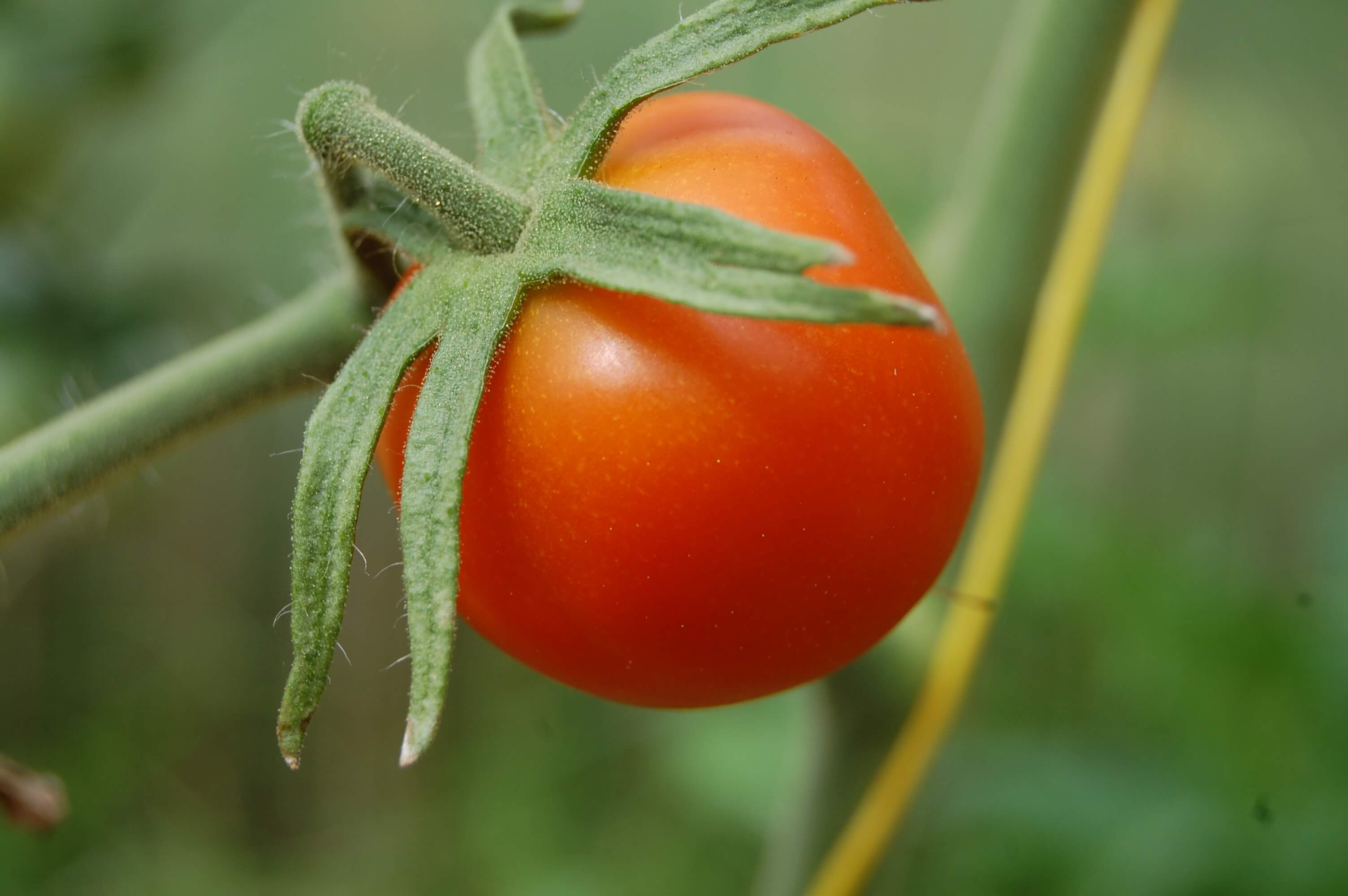 Томат Цифомандра (томатное дерево) — описание сорта, уход и размножение