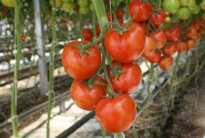 Выращивание помидор в теплице из поликарбоната, подготовка теплицы и уходза растениями