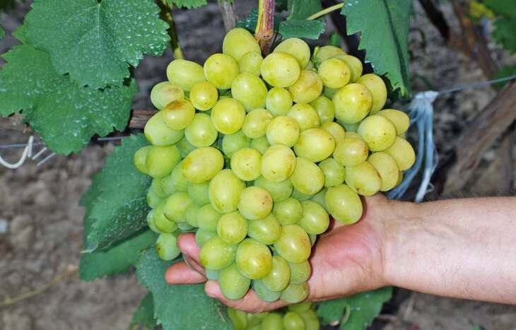 Размножение винограда осуществляется несколькими способами