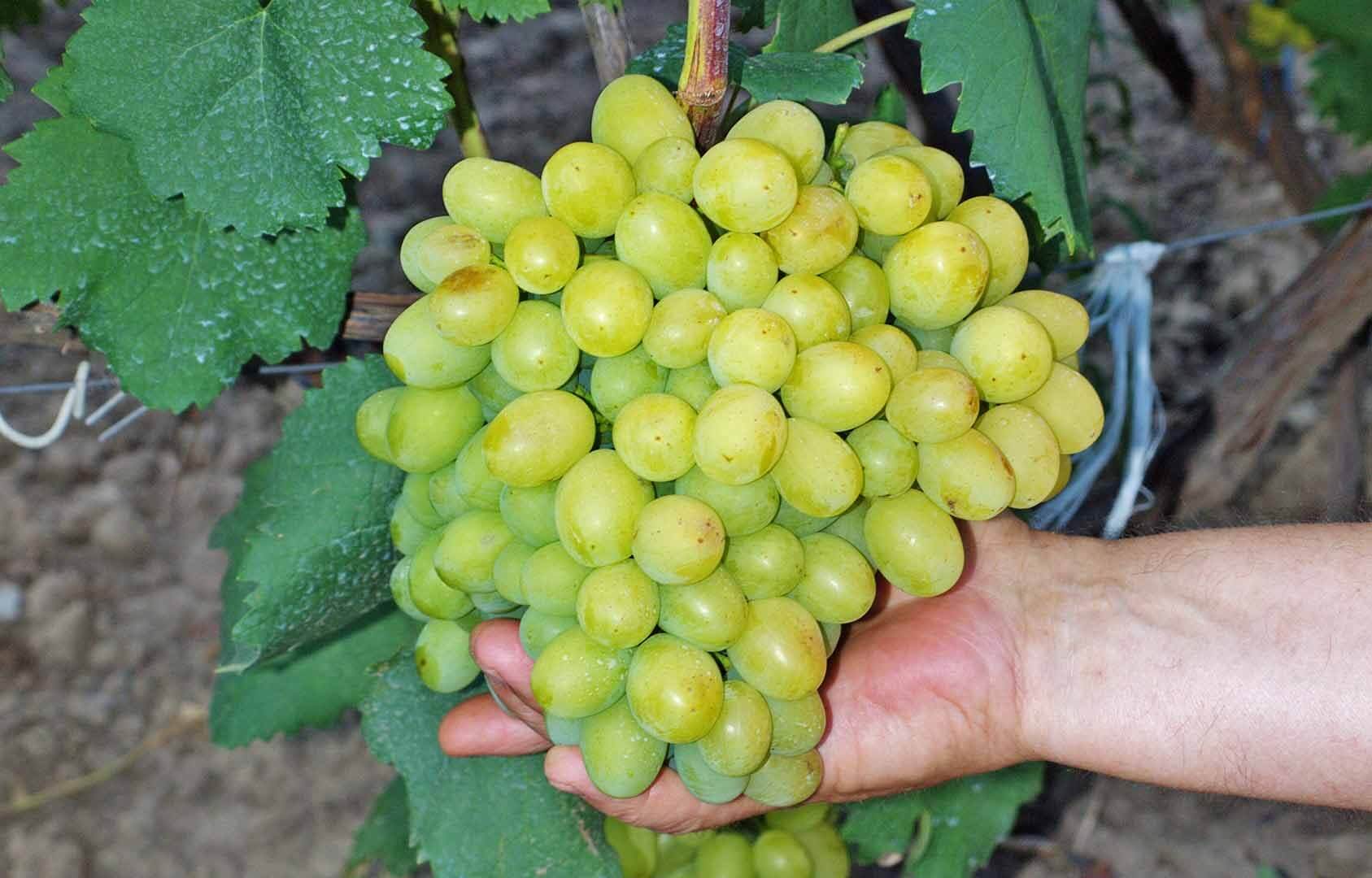 Проращивание и укоренение черенков винограда в домашних условиях, хитростии нюансы