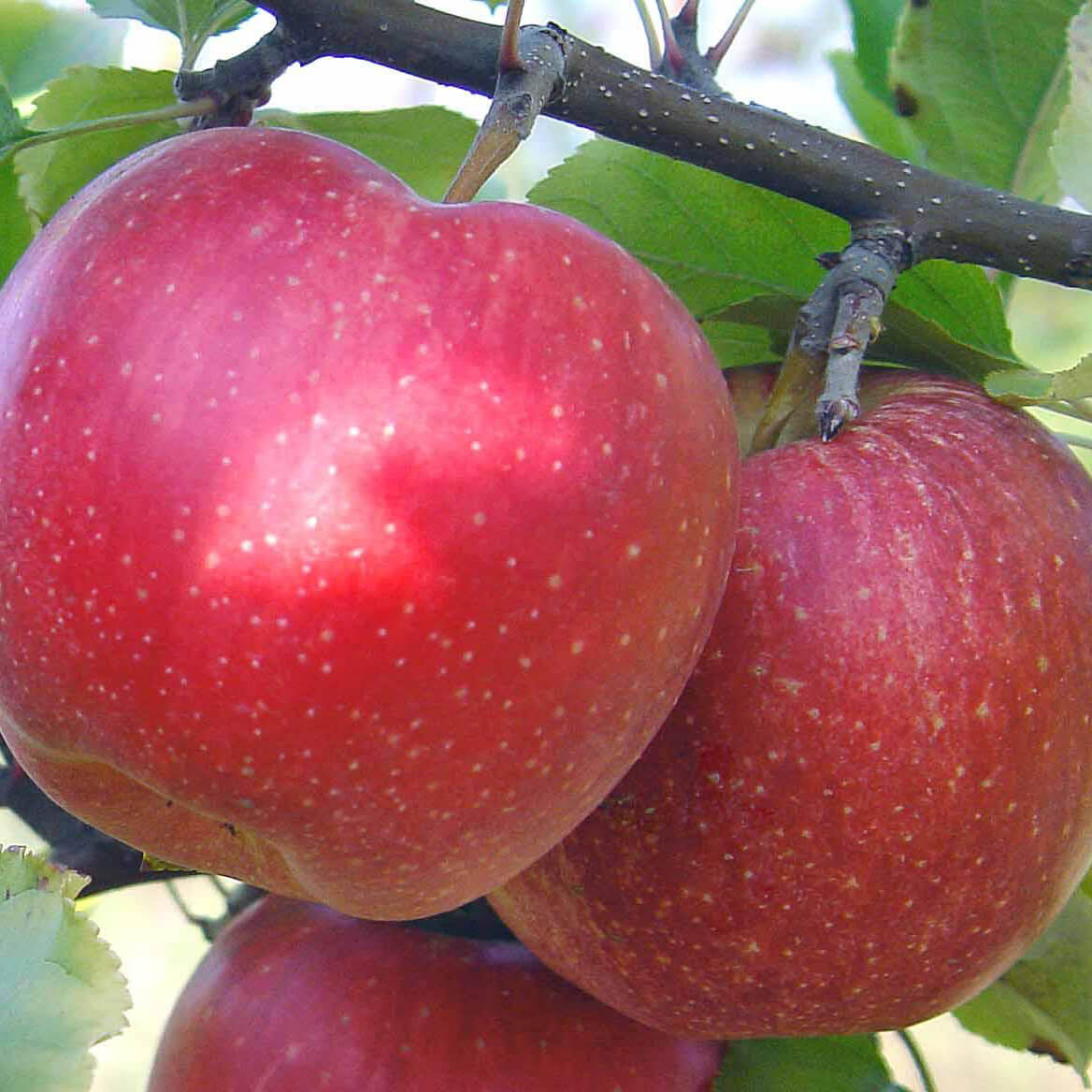 яблоки гала фото и описание сорта