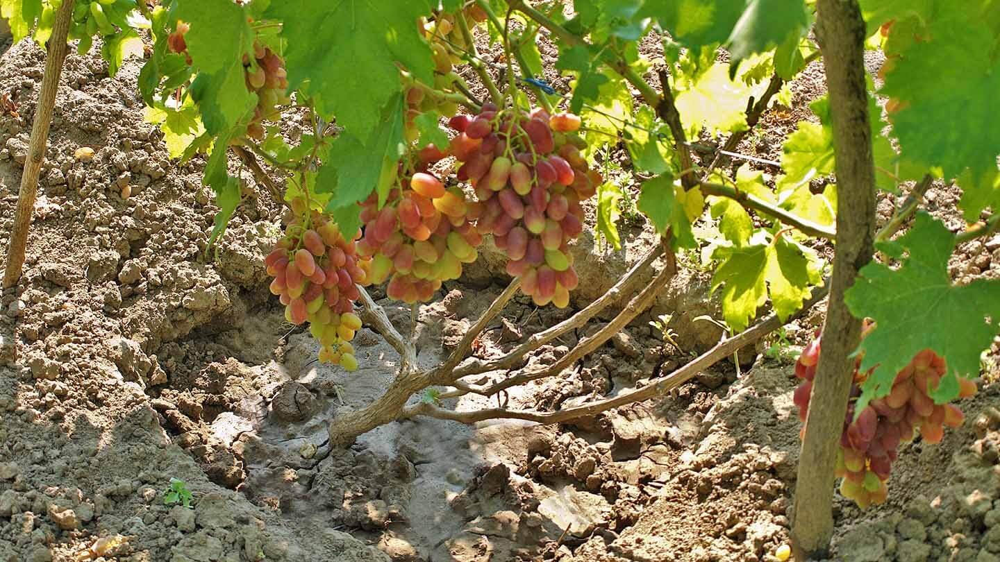 Виноград поздней осенью на даче