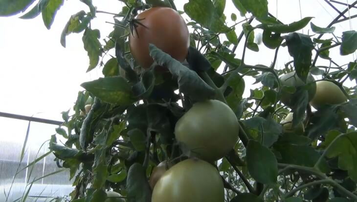 На протяжении всего периода помидоры нужно подкормить 3 раза