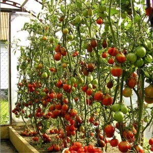 Сдержать рост помидоров поможет подкормка суперфосфатом
