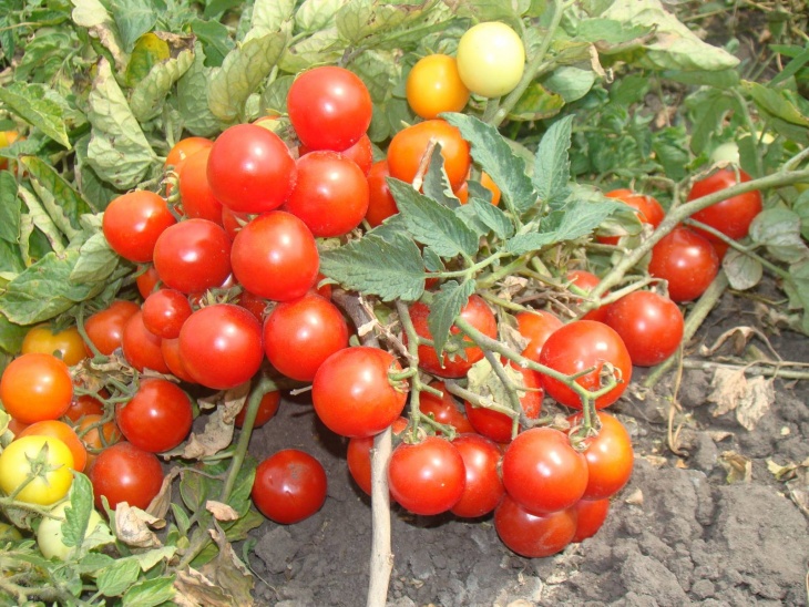 Низкорослые помидоры начинают выращивать с рассады