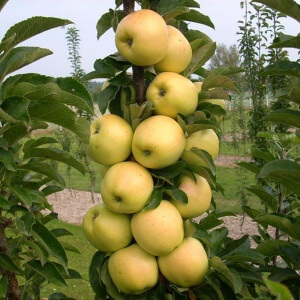 Колоновидная яблоня медок — описание и особенности сорта