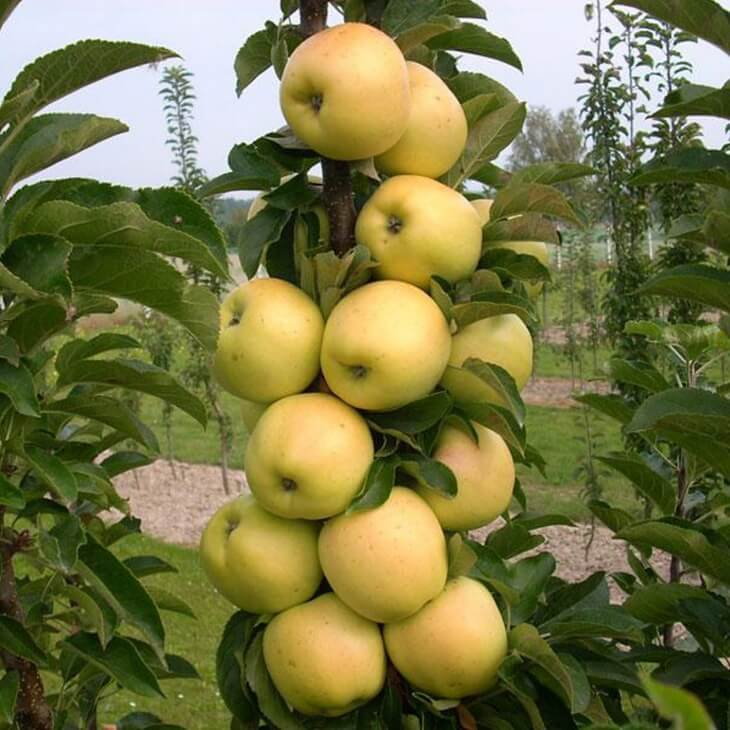 Обильное плодоношение колоновидной яблони