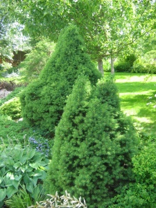 Карликовая ель представляет собой небольшое деревце, вырастающее в высоту до 4 м в условиях Канады и до 3 м в условиях средней полосы