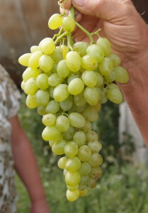 Плоды винограда (фото)