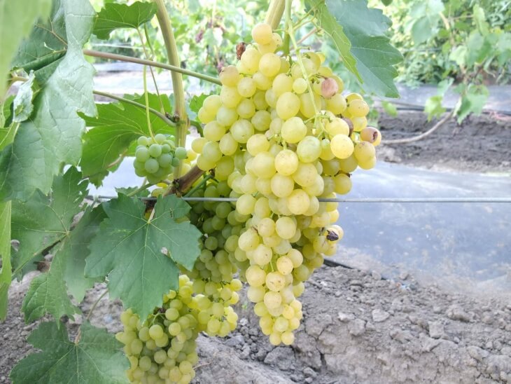 Куст винограда сильно разрастается в объеме, но по величине –  средний