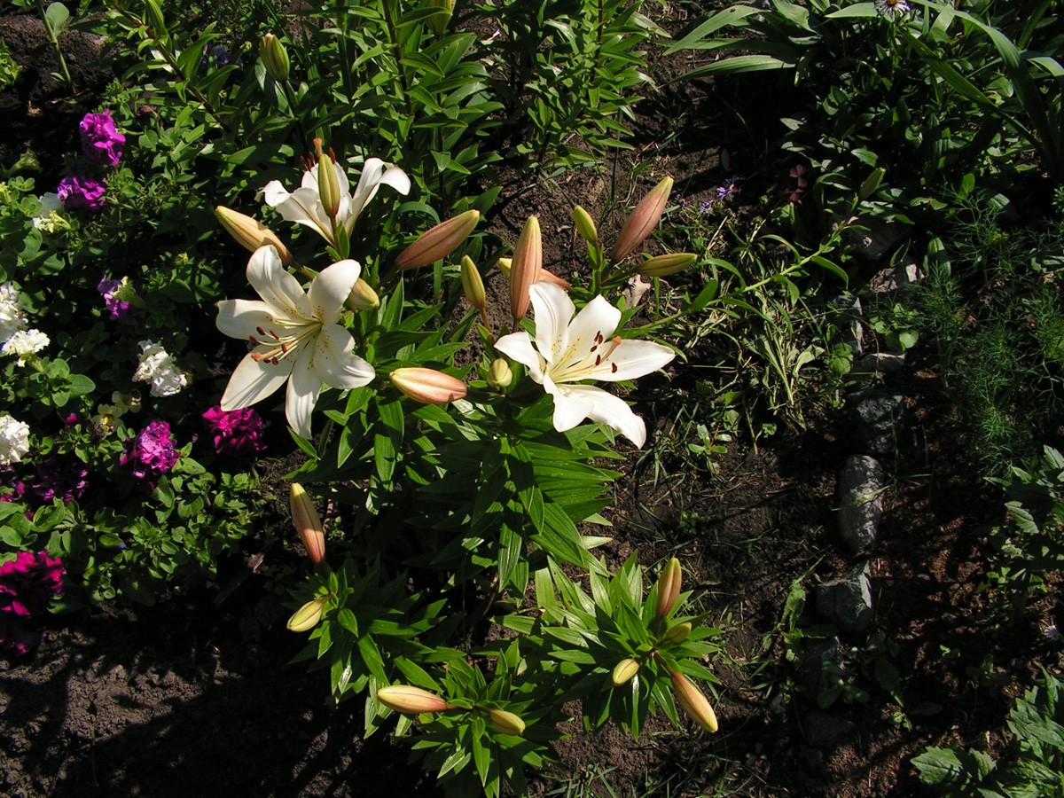 Лилии в ландшафтном дизайне с какими растениями сочетается фото с названиями и описанием