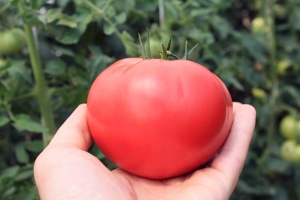 Главным в характеристике голландских гибридов помидор является их способность быть устойчивыми к заболеваниям