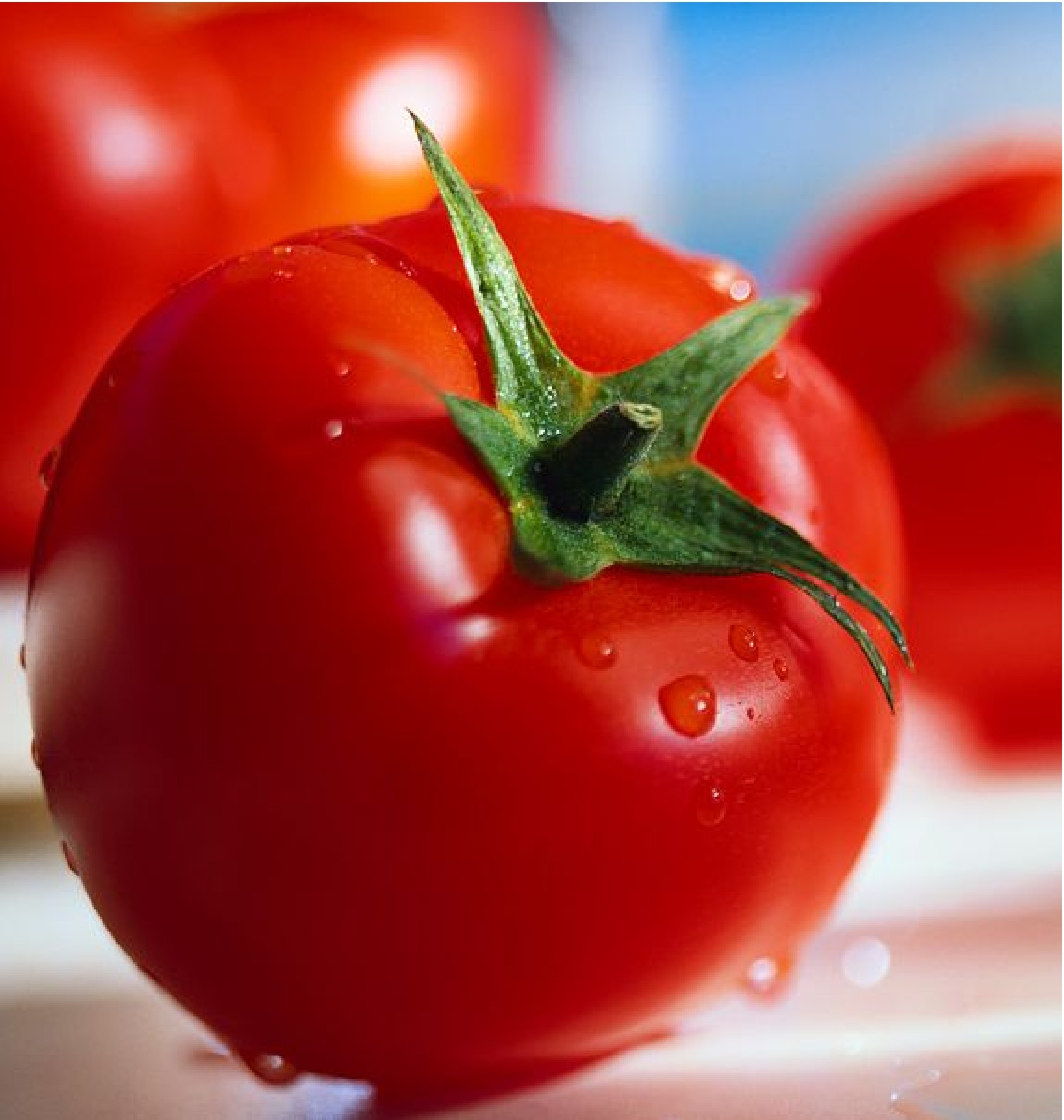 Голландские сорта томатов - особенности, преимущества и правилавыращивания, уход и сбор урожая