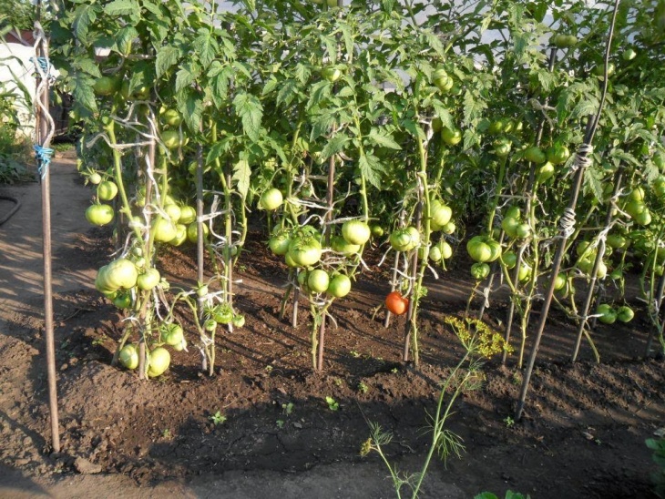 Созревание томатов в открытом грунте