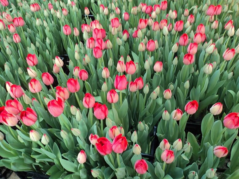 Выгонка тюльпанов в теплице к 8 марта — затраты времени и секреты садовода