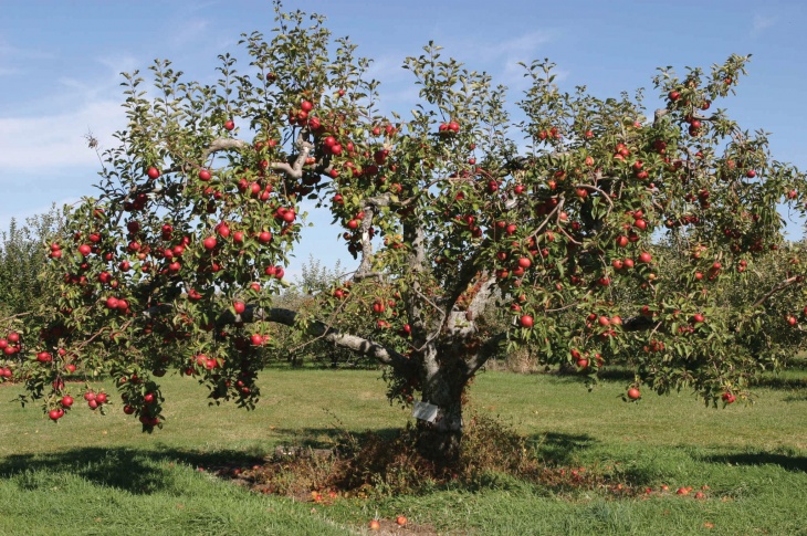 Яблоня Макинтош – основные правила посадки, уход за молодым деревом, сбор ихранение урожая