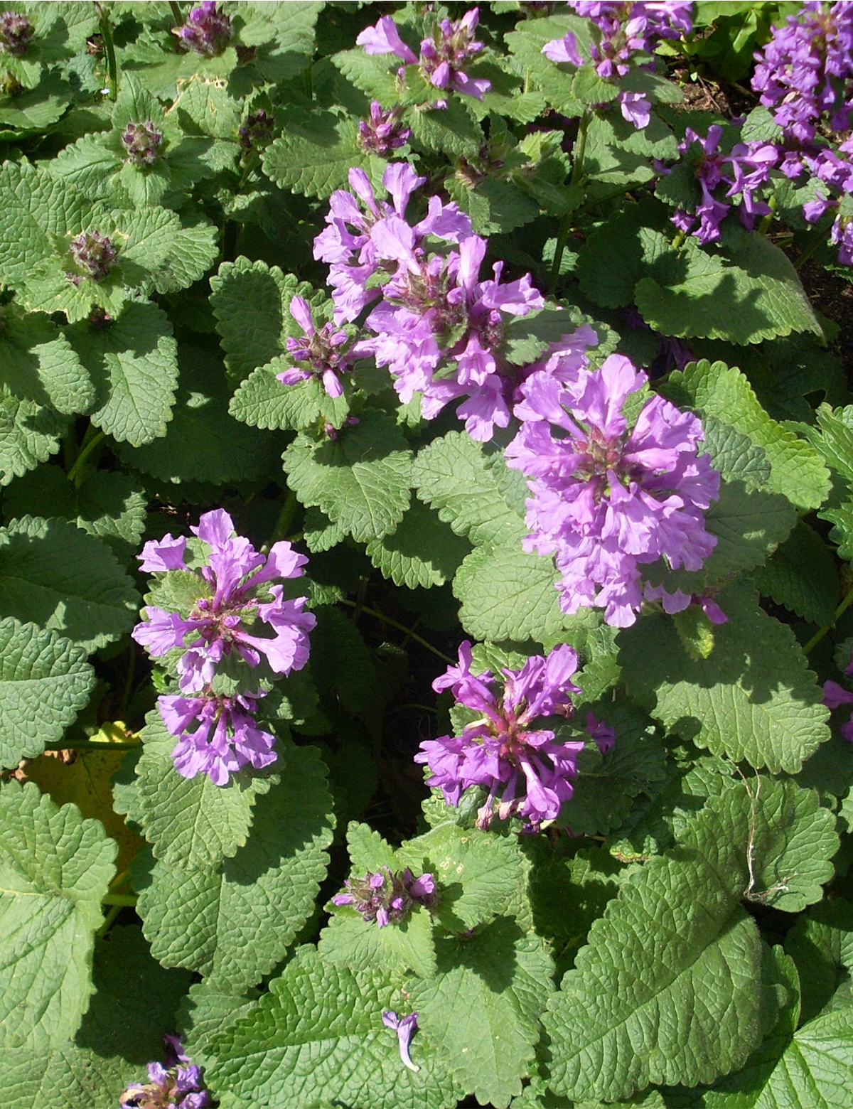 Буквица (Betonica grandiflora)