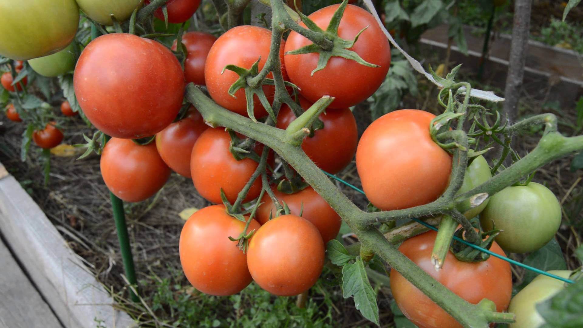 Детерминантные сорта томатов для открытого грунта - особенности, посадка иуход