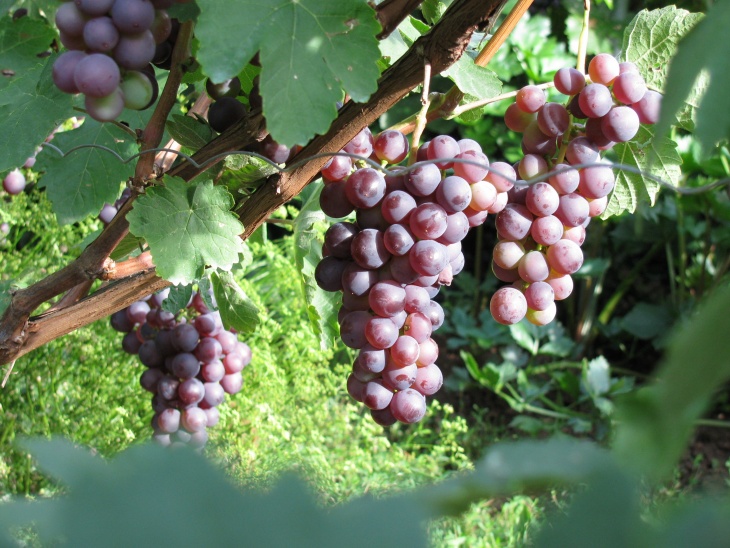 Садить виноград можно весь сезон