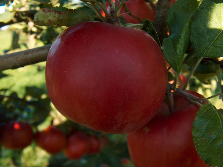 При правильной посадке яблони появятся хорошие плоды