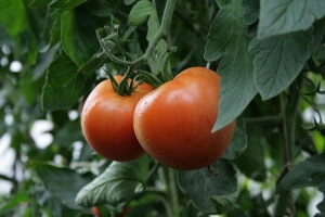 Один из сортов детерминантных томатов
