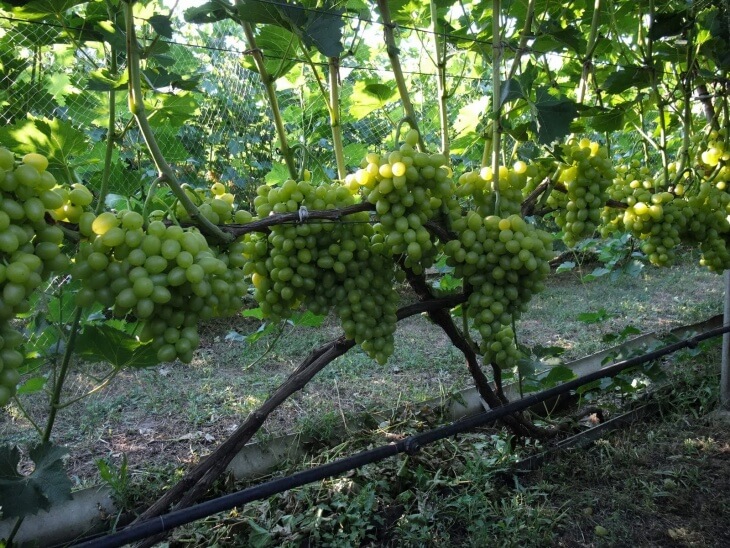 Урожай винограда после обрезки