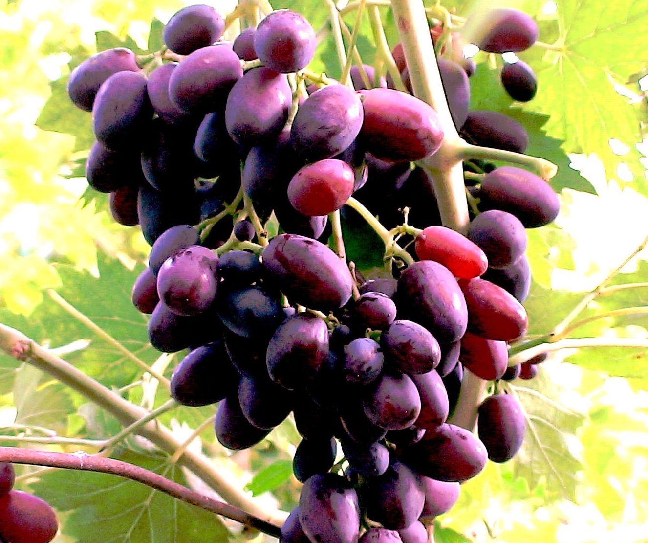 Сорт винограда Фиолетовый ранний и почему он достоин места в саду