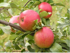 Спелые яблоки сорта макинтош