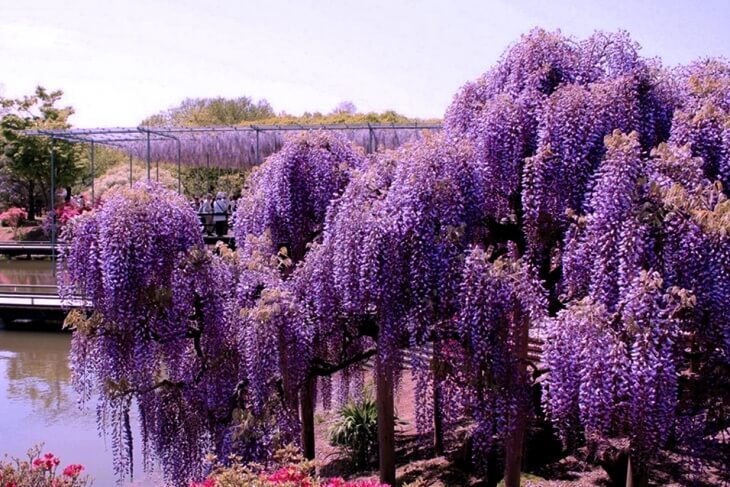 Лат. Wisteria