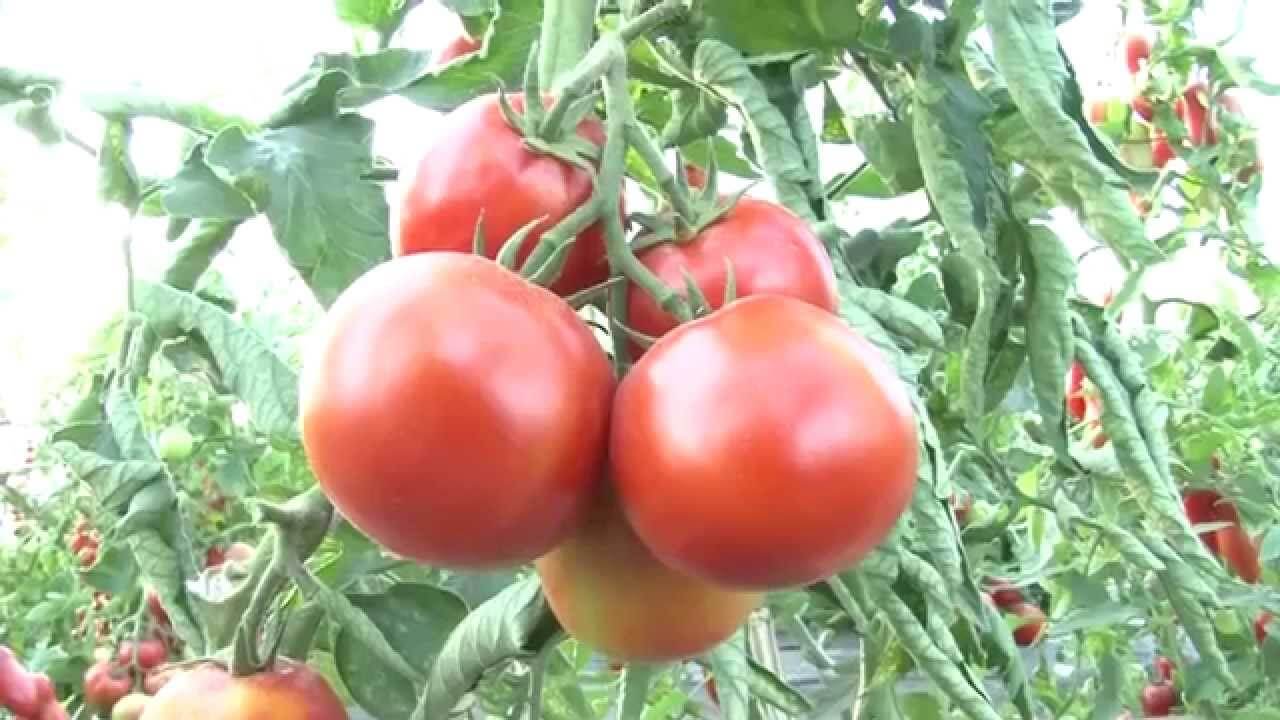 Обработка семян томатов перед посевом - нужно ли это и какие процедуры необходимы