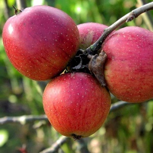 Практикум садовода: как  можно вырастить яблоню из косточки