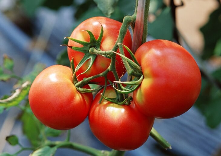 Урожай детерминантных томатов