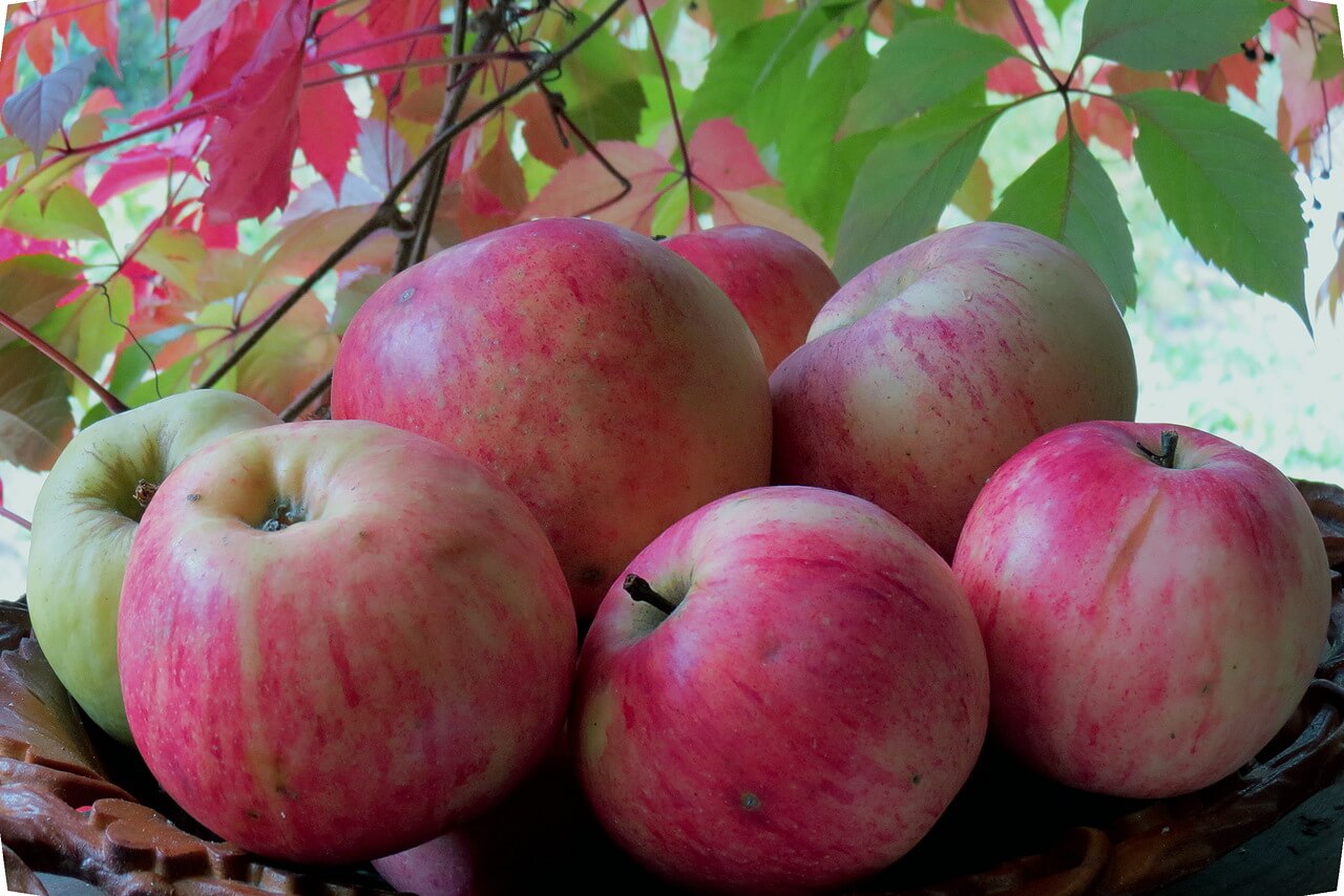 Как развести в саду осенний сорт яблок штрифель