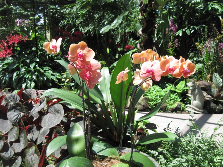 Орхидея в открытом грунте