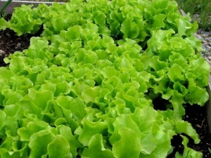 Пышный урожай салата