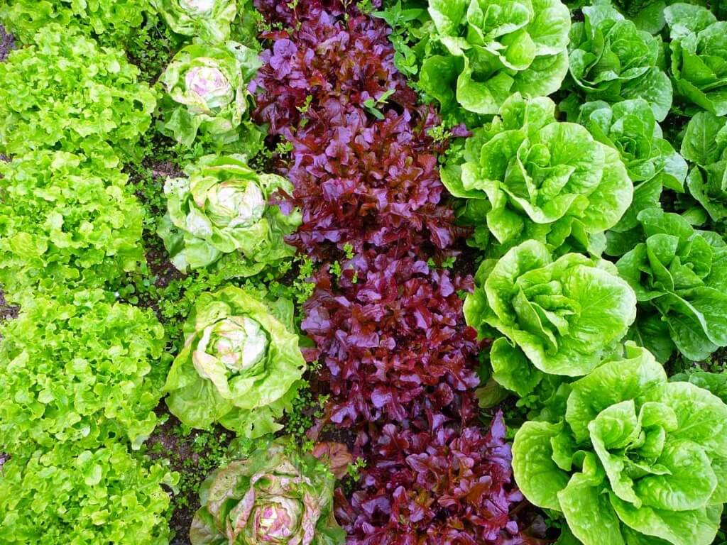 Популярные сорта салатов для посадки