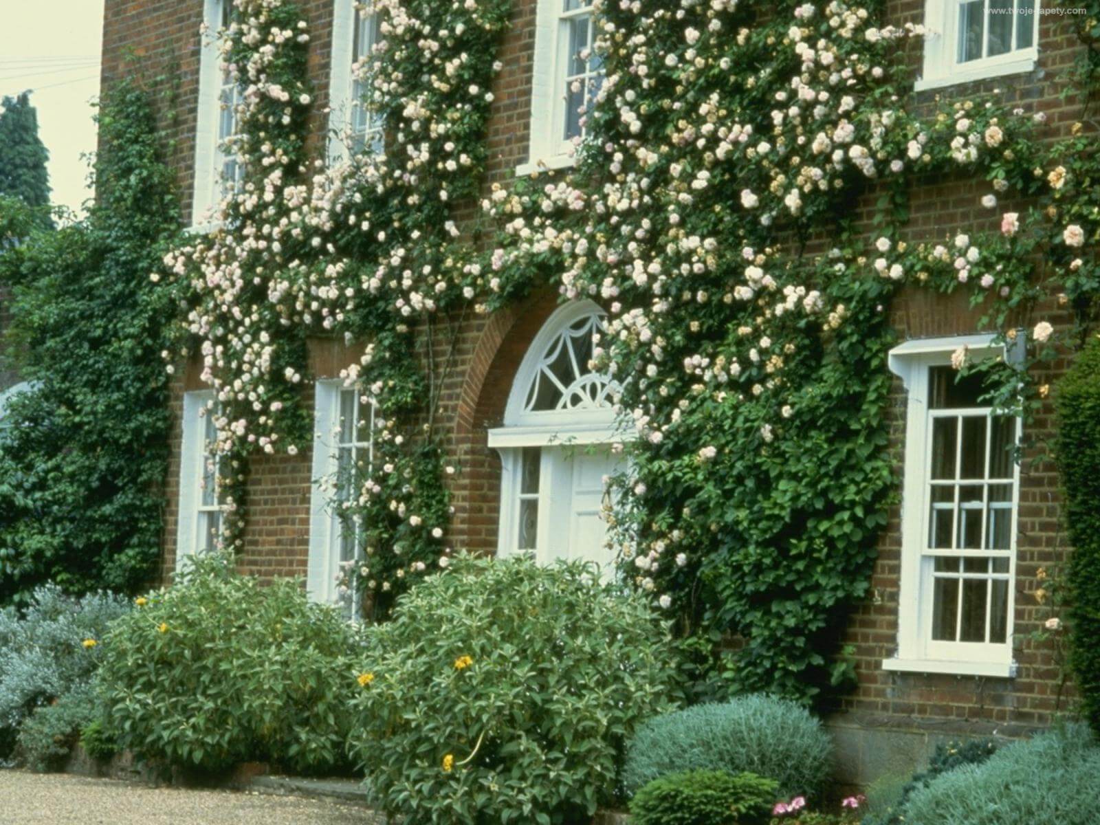 Ландшафт английский сад лианы и плющ