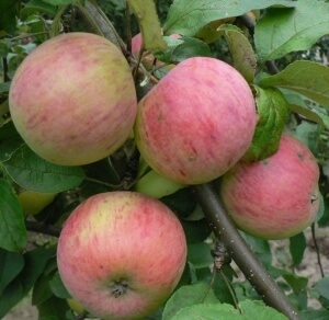 Урожай яблони "Медуница"