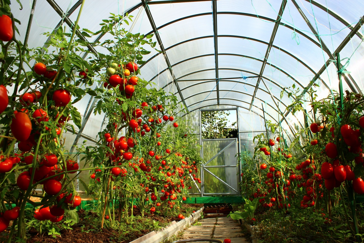 Сведения об основных ранних сортах томатов для открытого грунта