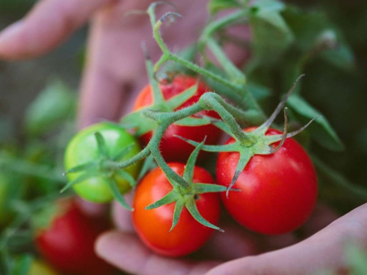 Урожай томатов при правильной посадке