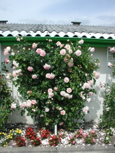 Украшение дома плетистой розой