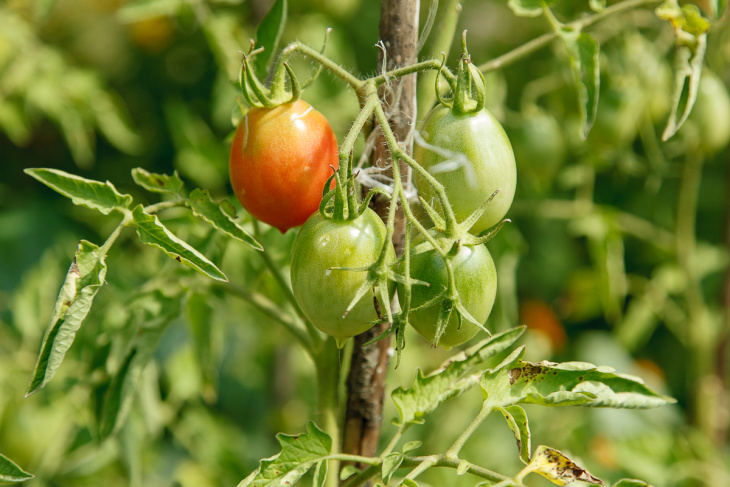 Один из сортов ранних томатов
