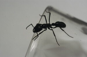 Ловушка для муравьев с водой