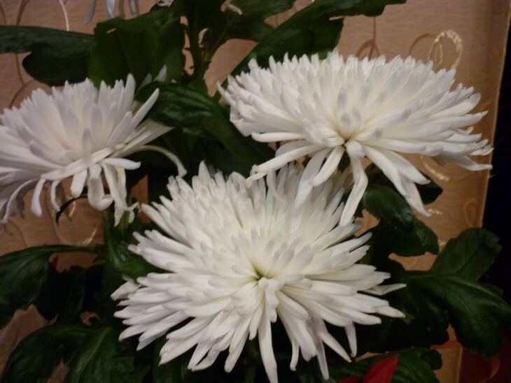Лат. Chrysanthemum