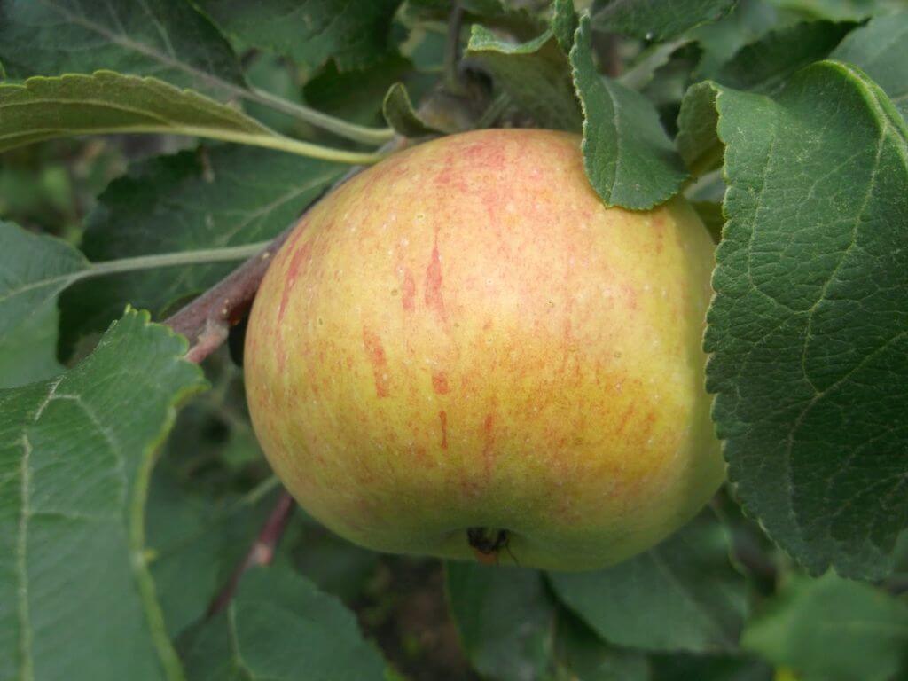 Яблоня Медуница - отзывы и ее особенности в посадке, уходе и получениистабильного урожая