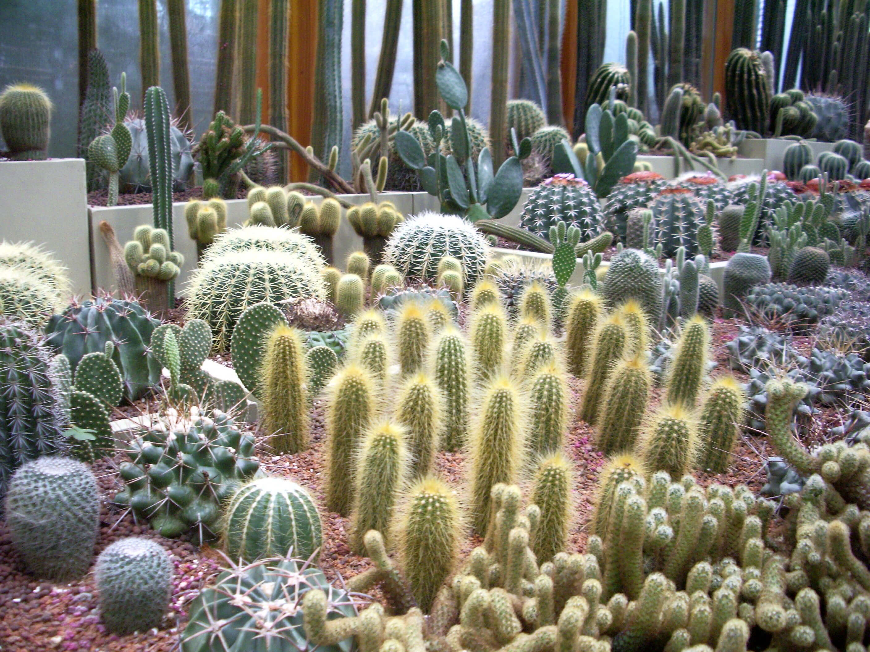 Виды домашних кактусов — самые популярные и малоизвестные растения