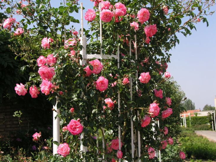 Плетистая роза Лагуна - правильный выбор саженцев, условия посадки, ухода и размещения молодых кустарников