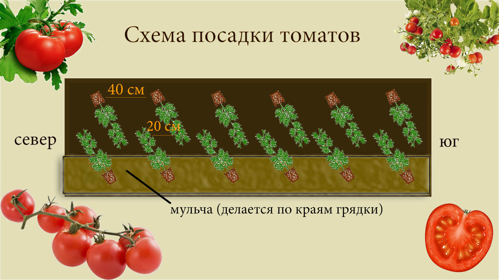 По какой схеме сажать помидоры в теплице