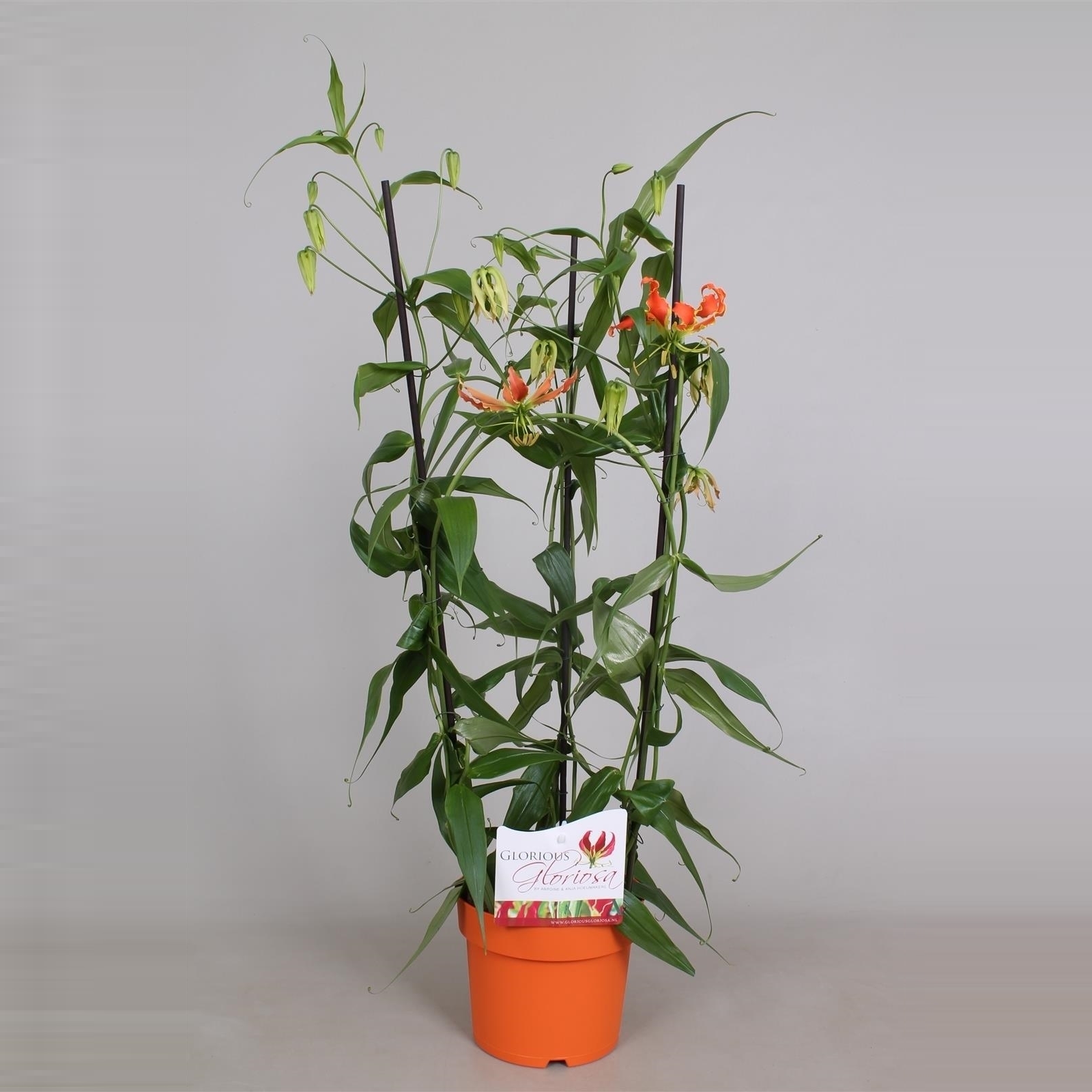 Растение Глориоза