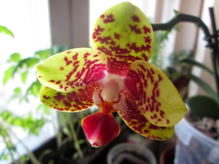Орхидея, размноженная с помощью "детки"
